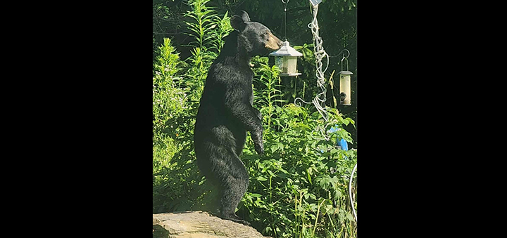 A Black Bear Pays A Visit To Oxford Backyard Bird Feeder